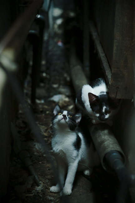 沙漠奇迹与桑巴舞步，维尼修斯如何用魔法点亮埃及爆冷沙特之夜